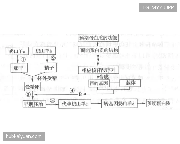 B费比赛影响力提升的关键制约与突破路径